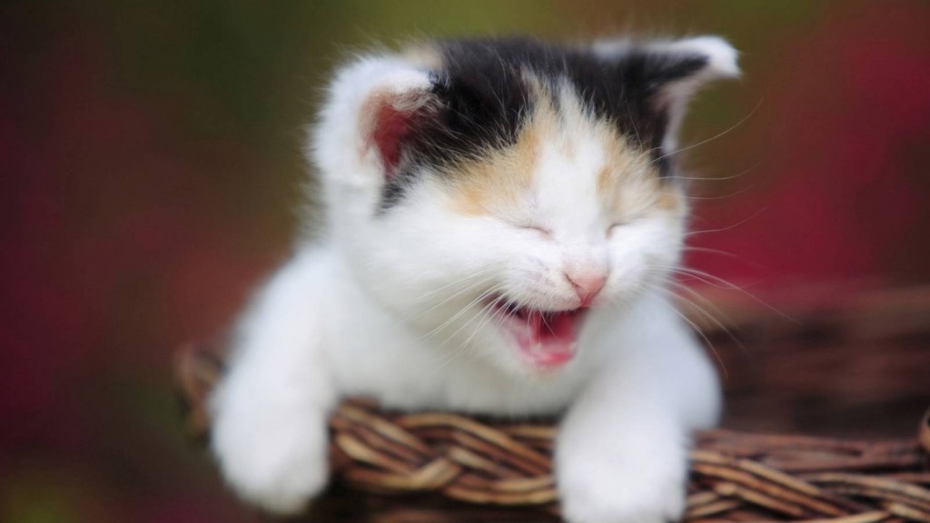 225516-kittens-cute-kitten