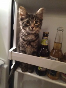Cat-in-a-fridge.-Imgur-groesse2